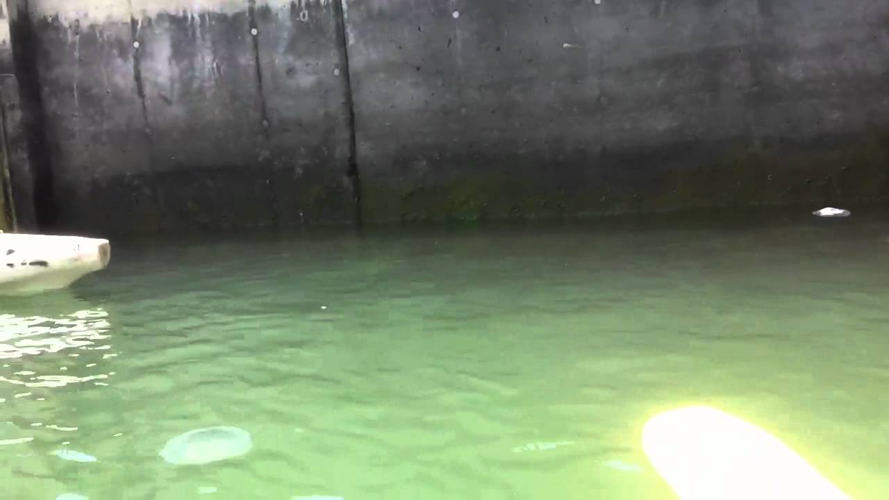 Kayaking in long beach and jellyfish! YouTube