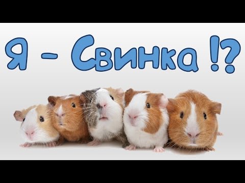 ♥ Морские свинки ♥ : почему свинки и почему морские?