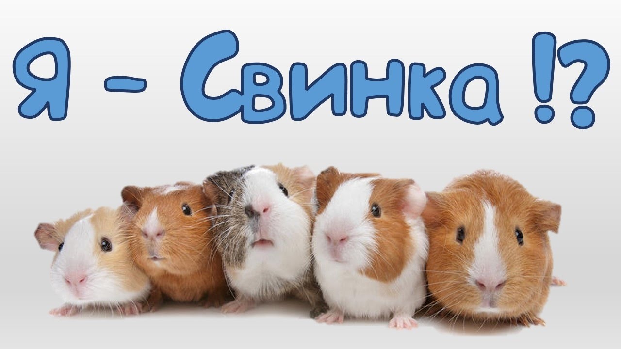 ♥ Морские свинки ♥ : почему свинки и почему морские?