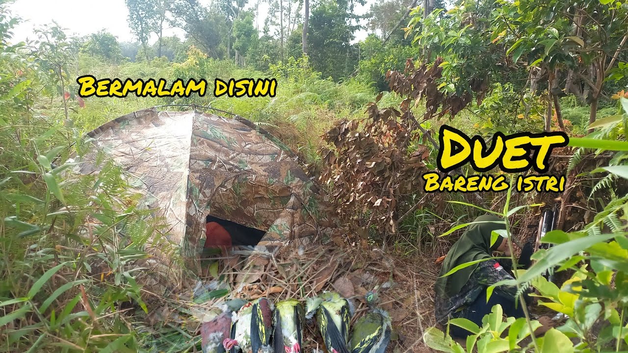 Bersama istri Bermalam di hutan demi spot burung punai