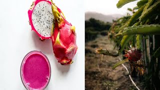 dragon fruit forming related video
