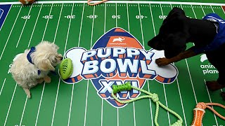 Puppy Bowl 2020: Preview the 16th Annual Puppy Bowl on Animal Planet