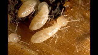 Free Termite Inspection Dade City FL 813-263-7300 ElitePestFlorida.com