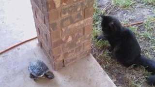 Turtle and the Cat