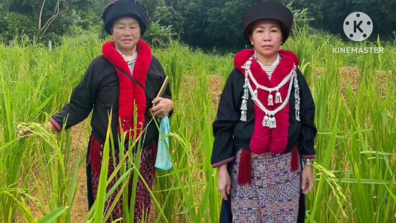 Iu mien nzung #iumien #mien #iumienhnzung #iumienzung