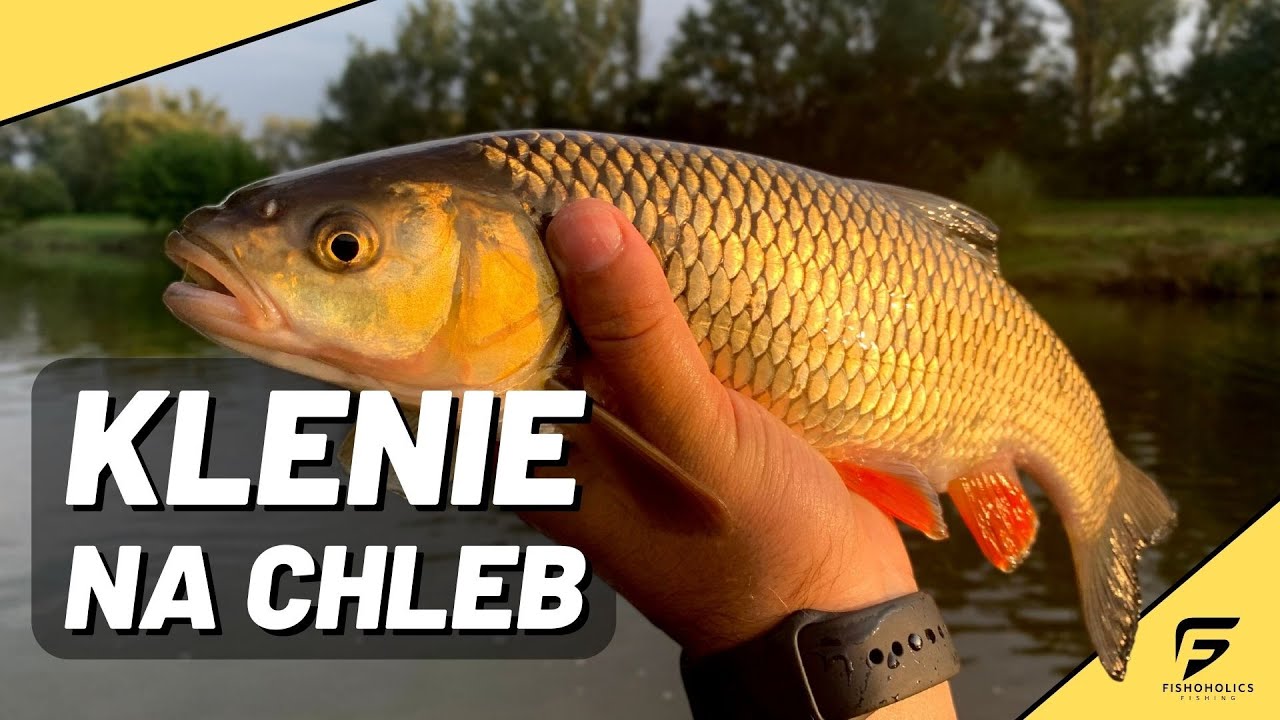 Kula wodna i klenie na chleb. Rzeka Olza