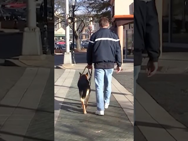 This dog gave a blind teenager his freedom back