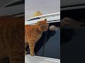 When Your Cat Won't Let You Leave 🐱🚗💨 #shorts #funnyanimals