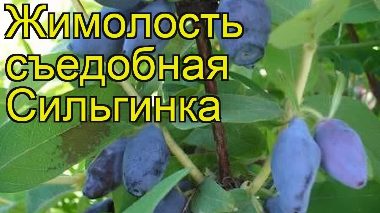 Жимолость восторг описание сорта фото отзывы. Жимолость съедобная Сильгинка. Жимолость съедобная вечный Зов. Сорта жимолости Сильгинка. Жимолость съедобная Югана.