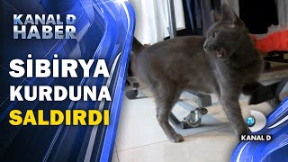 Köpeklerin korkulu rüyası \