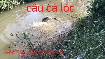 Câu cá lóc - nhấp cá lóc bằng vịt/ fishing for snakehead fish with duck