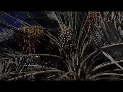 عذق النخلة المباركة وشموخ شماريخها بالمدينة