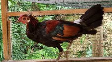 Gà rừng rặc thay lông,sự biến đổi hoàn toàn tự nhiên