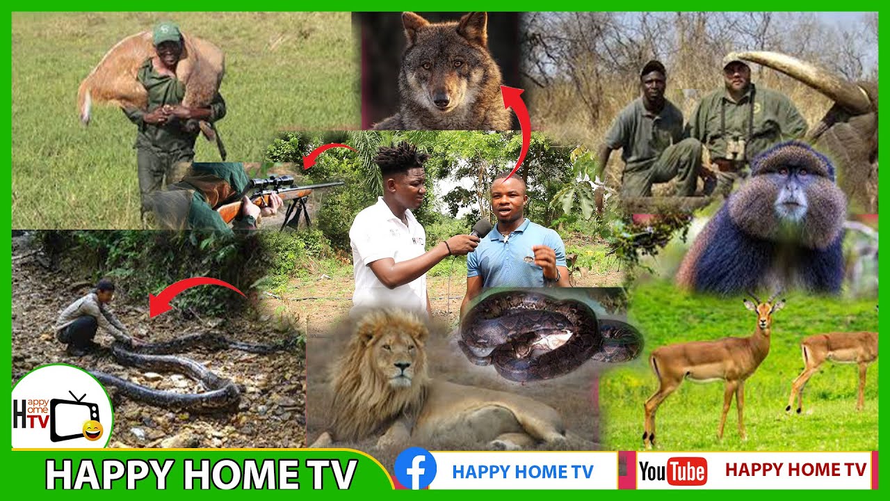 PART 2 I WAS NEARLY SWALLOWED BY A BIG PYTHON , A HUNTER TELLS HIS ...