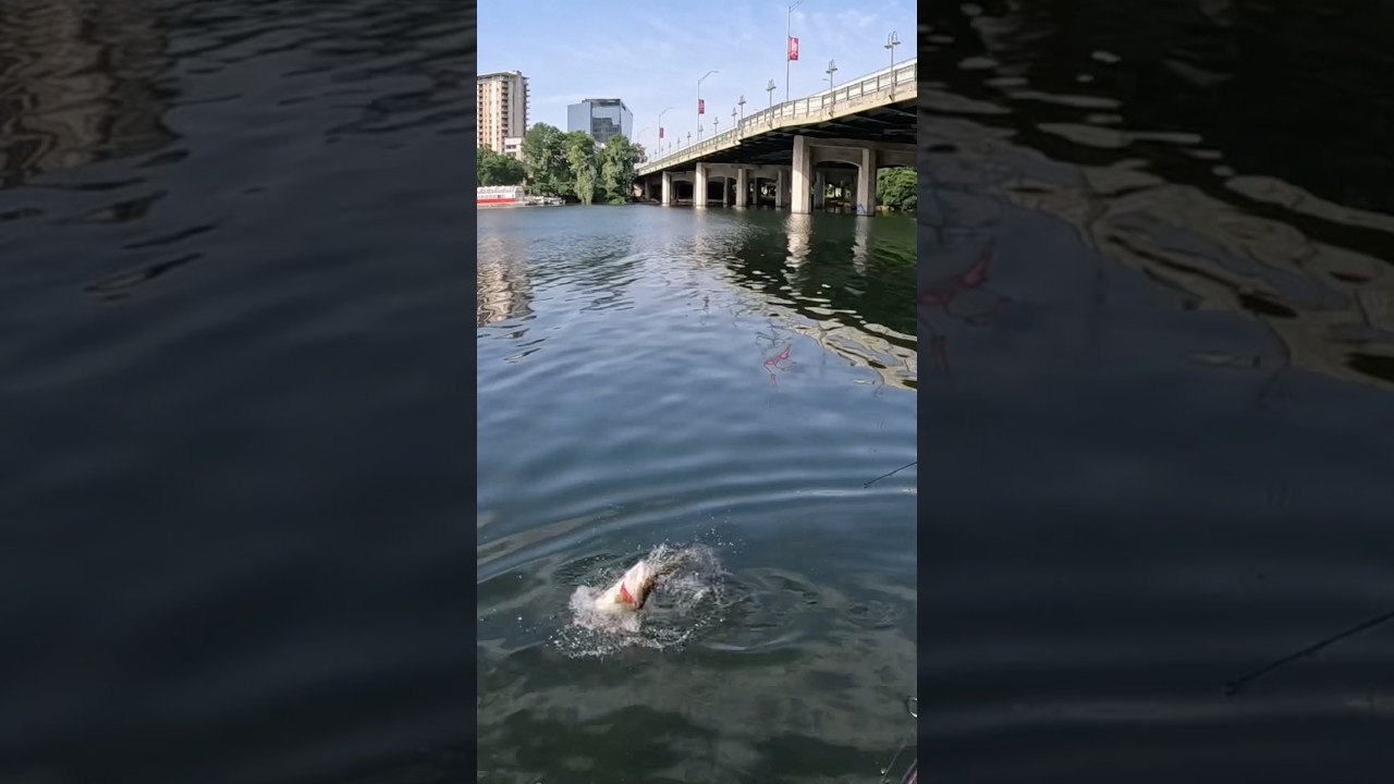 Sight fishing post spawners?! 