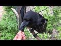 Умненький ворон Вася! Clever crow Vasya!