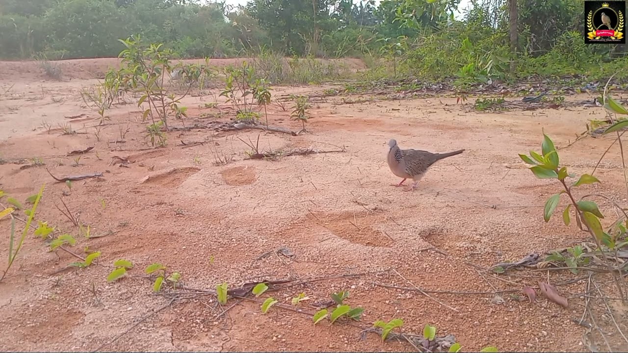 Anehh...|||| Lokasi Baru tetapi BL nya tidak ada yang bermental.||||