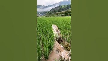 How Water Reaches the Rice Fields. #irrigation #ricefarming #farming
