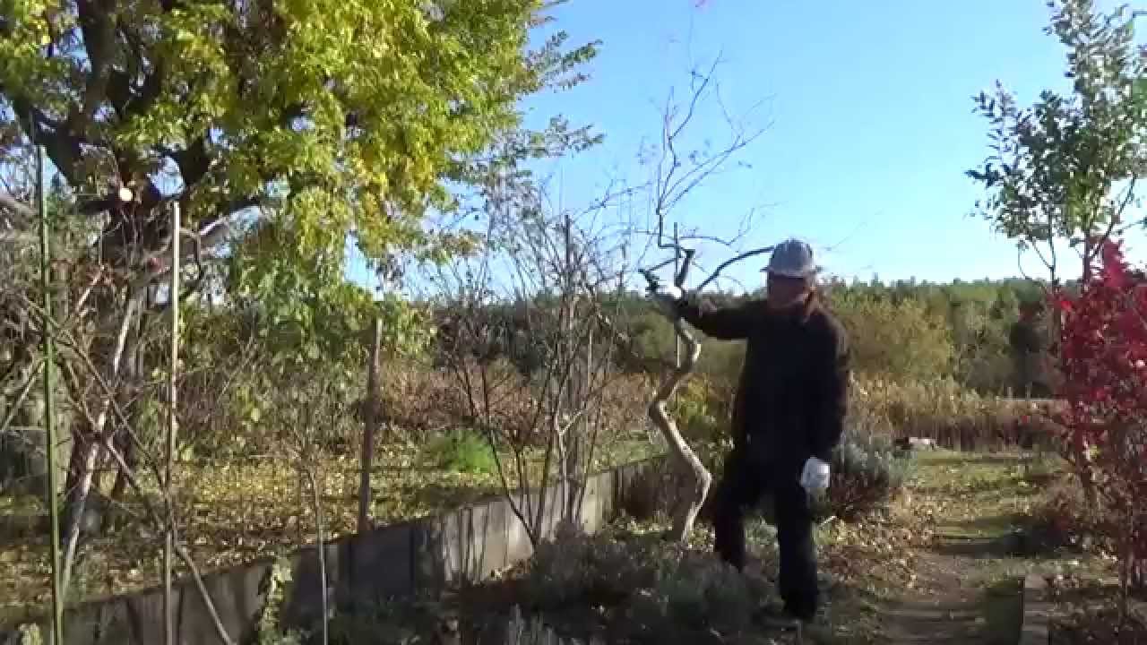 ドックローズの剪定 ご近所のガーデンより 自然のハーバルライフ Herb Japanese Herb Garden Youtube ドックローズの剪定 ご近所のガーデンより 自然のハーバルライフ Herb Japanese Herb Garden Youtube