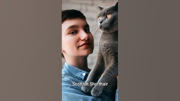 Cat breeds as humans generated using AI - Part 3