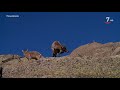 Parques Naturales T1/E22: Parque Regional de la Sierra de Gredos