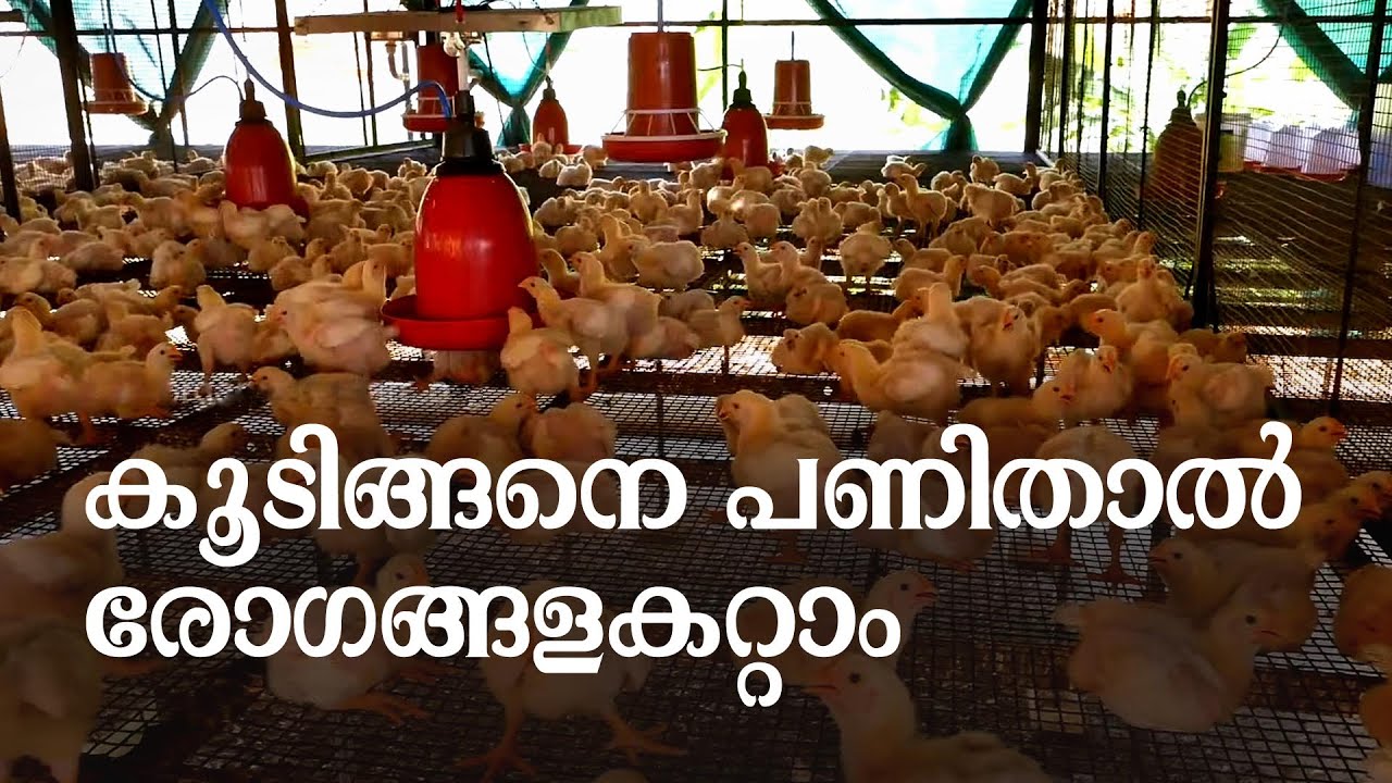 ശുചിത്വം ഉറപ്പാക്കുന്ന ഹൈടെക്‌ കോഴിക്കൂട്‌ | Hi Tech Poultry Cage | Hybrid Chicken Farming