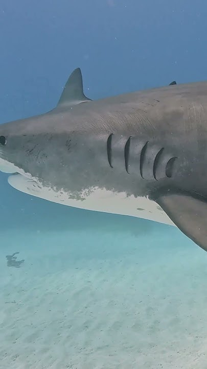 Tiger Shark vs reef shark size #shark #sharks #sharkweek #ocean #