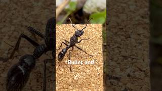 Keeping a bullet ant!(Paraponera clavata) #ants #deadly #scary #cool #fyp #viral #antkingdom