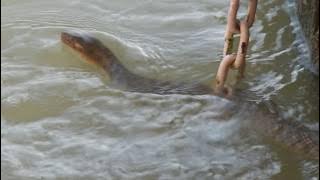 Seshnag   in  Haridwar