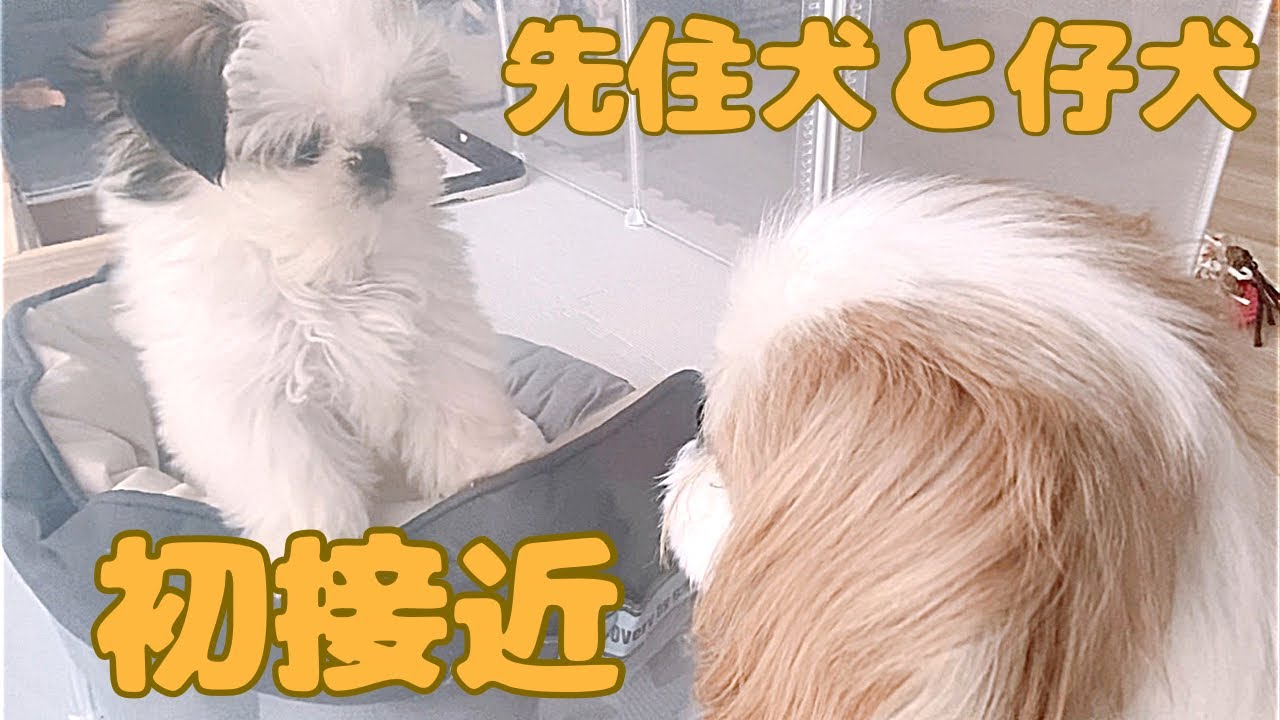【シーズー】先住犬と仔犬の初接近がかわいすぎる