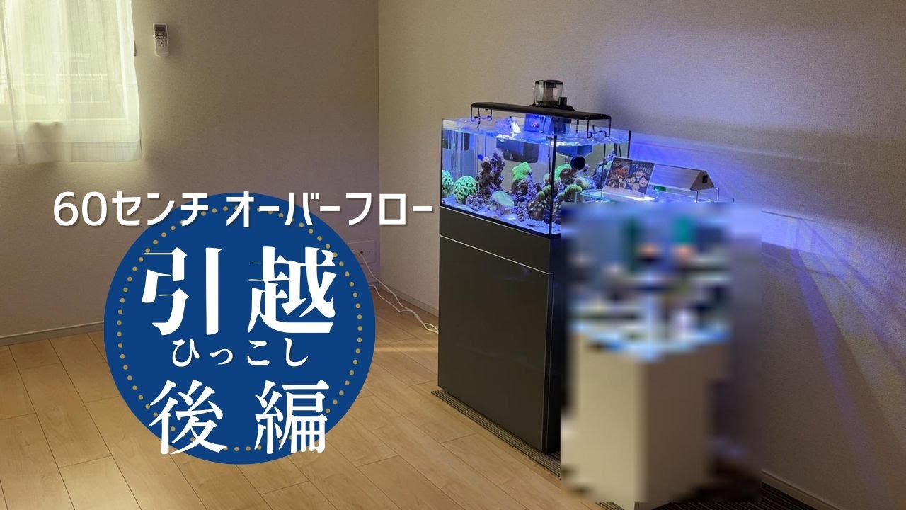 後編】水槽の引っ越しは大変！？60センチの立上げ、サンゴやお魚達の 