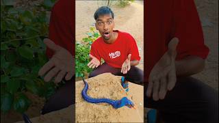 After entering the burrow, the cobra snake went into a box. #shorts #viral #trending #video
