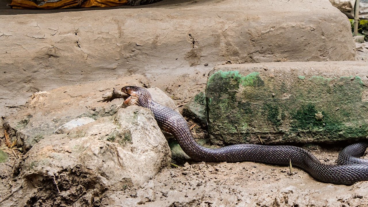 Cobra vs Toad: Nature's Epic Showdown on Planet Earth !