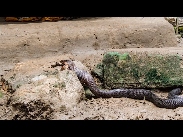 Cobra vs Toad | Planet Earth III | BBC Earth class=