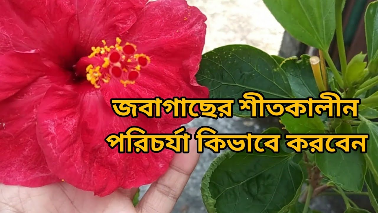 Hibiscus plant care tips in winter || Hibiscus Dormancy period overcome || phool o bagan