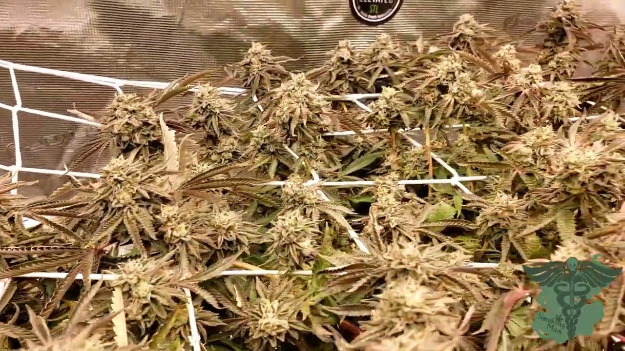 Last look at the 1lb project plant Gary Payton clone from @ElevatedStl