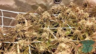 Last look at the 1lb project plant Gary Payton clone from @ElevatedStl