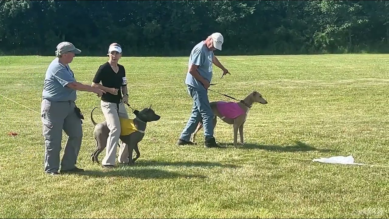Thai Ridgeback Talisman Yunga Queenopolis - UKC Premier Nationals Lure Coursing