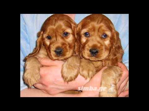 ლეკვები/lekvebi