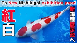 【koi】紅白 / Kohaku   番号 / Reference R05-0509-2【錦鯉】