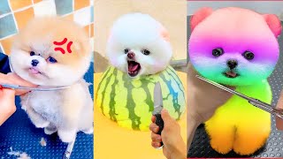 Funny and Cute Dog Pomeranian | Funny Puppy Videos #560