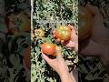 रामू के गुच्छे वाले टमाटर कैसे हैं।। #shorts #youtubeshorts #vegetables #tomato #farming #farm