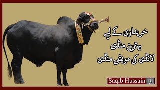 Karachi Ki Sasti Mandi Landhi Bhains Colony | Landhi Cattle Farm | Maweshi Mandi