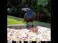 Common grackle carries on with feeding 6/15/26