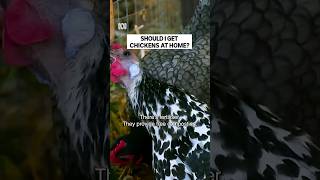 Should You Get Chickens At Home? | Gardening Australia
Should You Get Chickens At Home? | Gardening Australia Should You Get Chickens At Home? | Gardening Australia