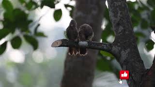 NIKON Z6III | Birds Videography | NIKON Z6III Nikor 180-600mm Camera | #Birds #visualstorytelling 