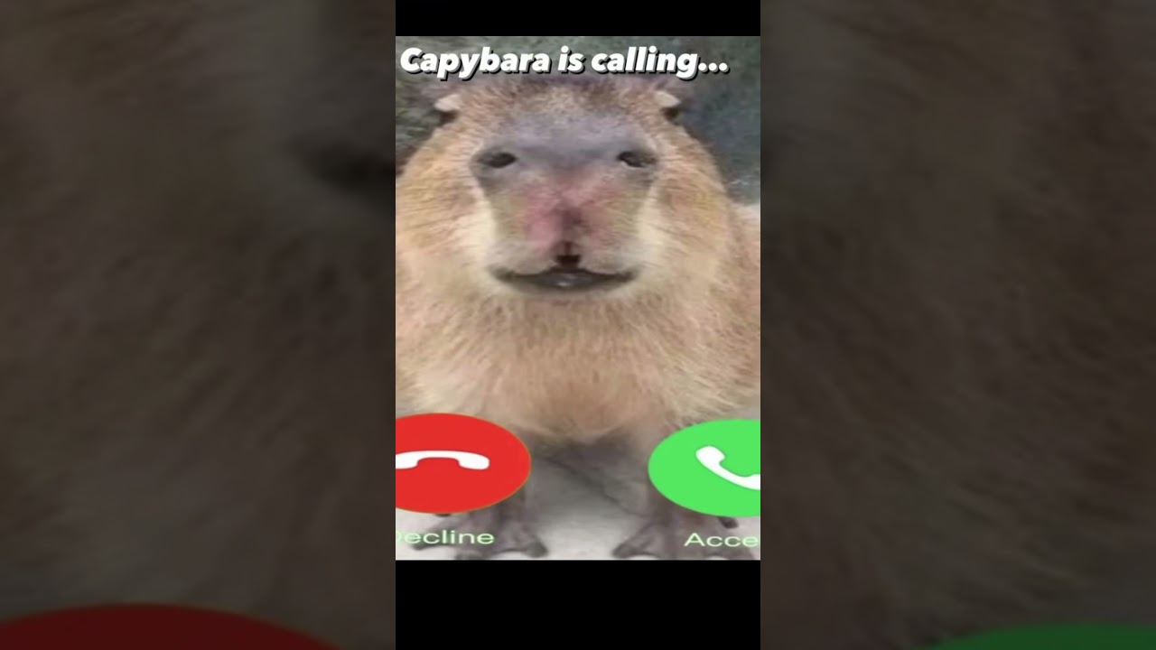 Capybara calling 
