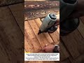 Wood Plank Fastening: Quick & Secure with Pneumatic Nailer