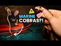 MYSTERIOUS COBRA IN OCEAN CAVE! (and other snakes)