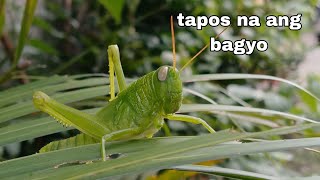 Update Tayo Sa Mga Halaman After Ng Bagyo...... Anie Bangs